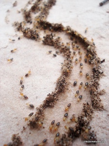 When to Treat for Termites