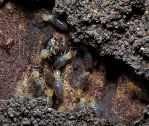 Why Treat Termites? Don’t They Just Die Off?